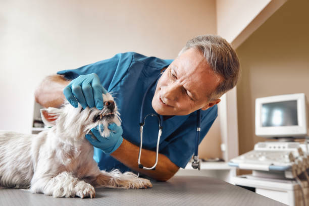 Best Emergency Tooth Extraction in Homer, GA